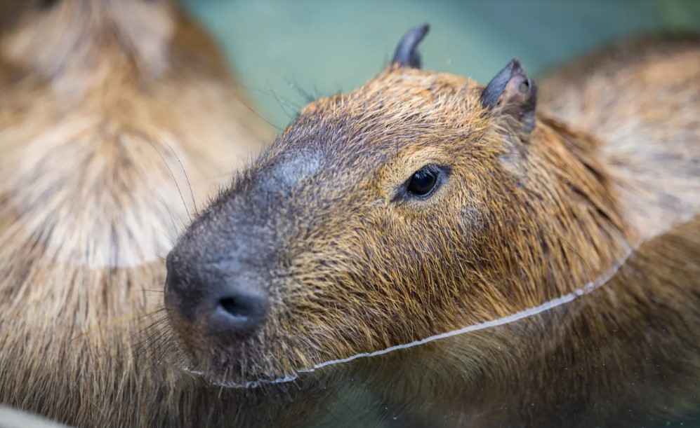 也有超級可愛的水豚君