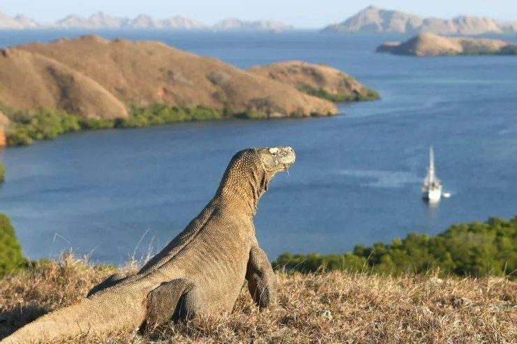 Komodo Dragon