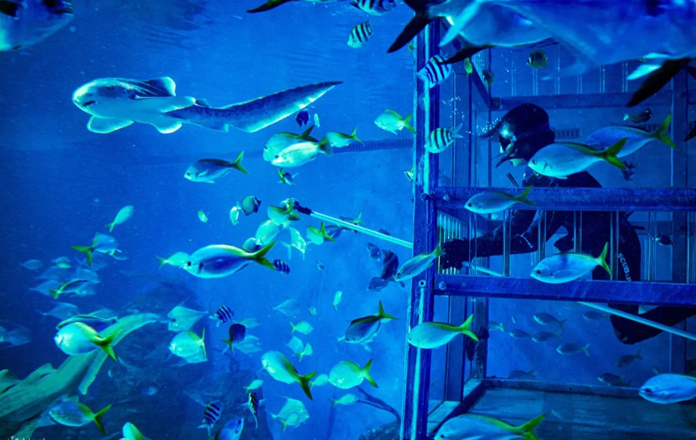 【峇里島親子旅遊景點海洋公園】Marine Safari Bali 峇里島海洋野生動物園攻略