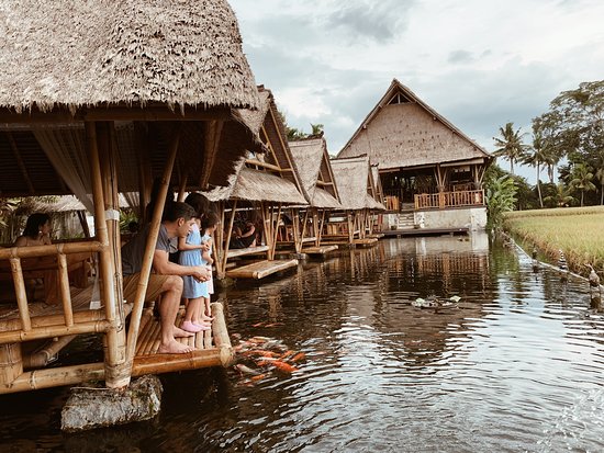 大人用餐,小朋友餵魚