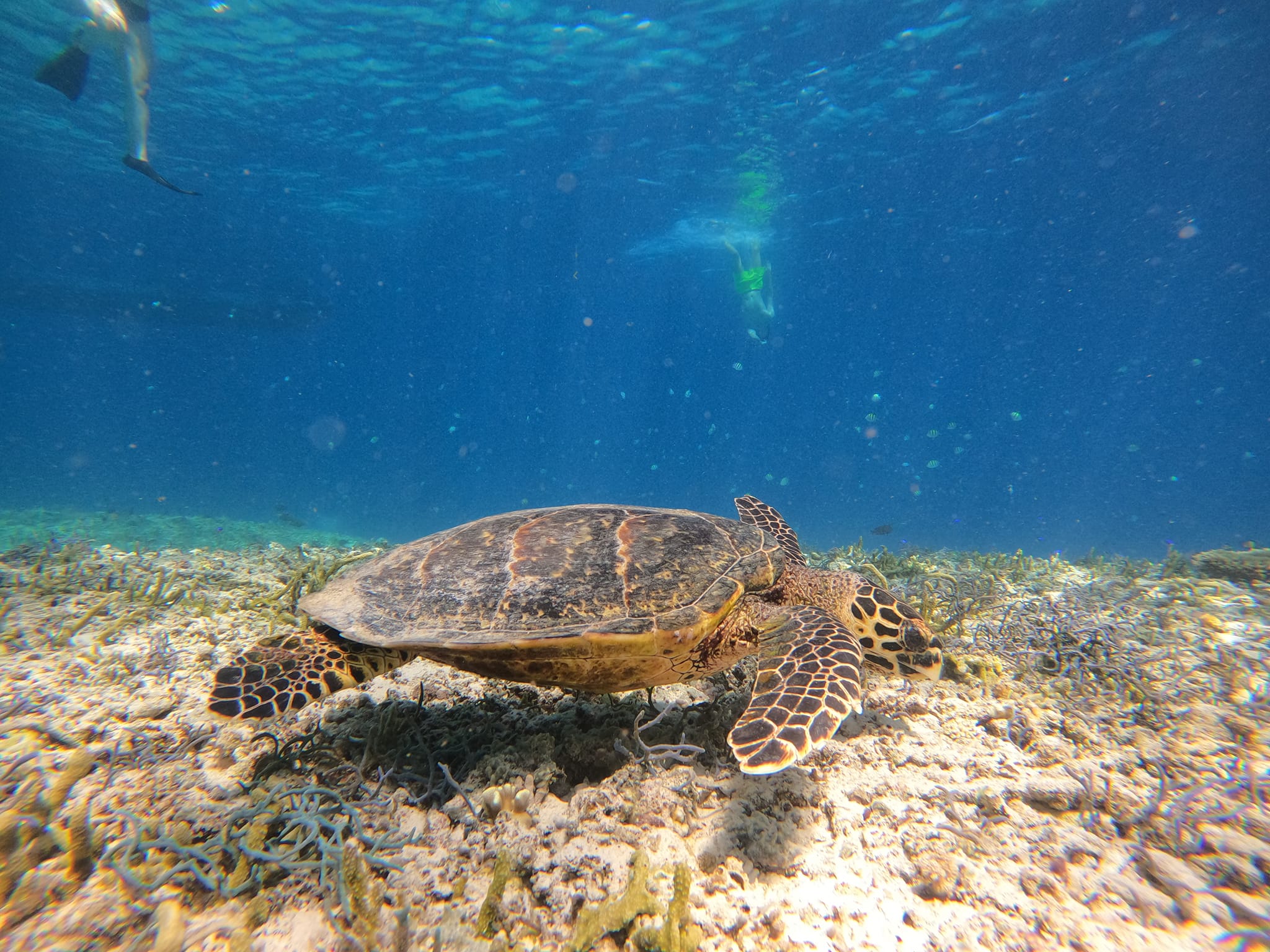 Gili T 跳島看到的海龜