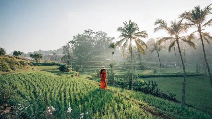 峇里島烏布的梯田
