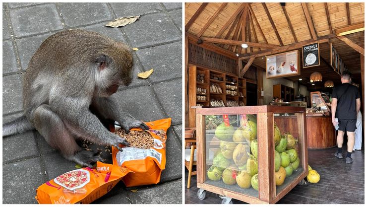 張萍萍提供：聖猴森林、椰子專賣店