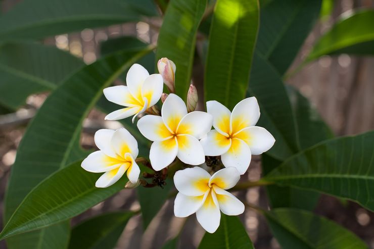 Frangipani 雞蛋花
